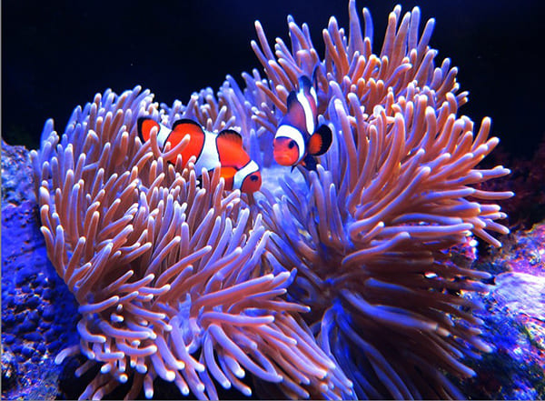 自然科学：珊瑚