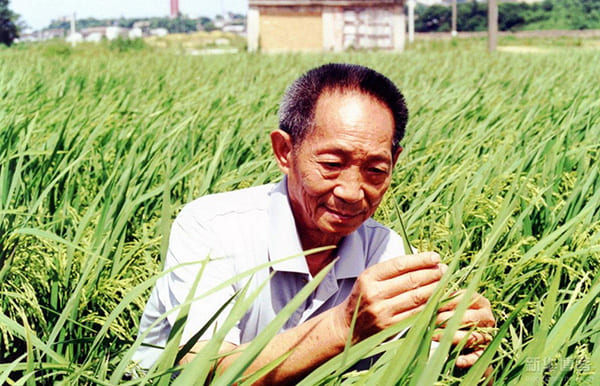 植物：水稻