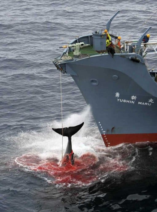 组织机构：国际捕鲸委员会