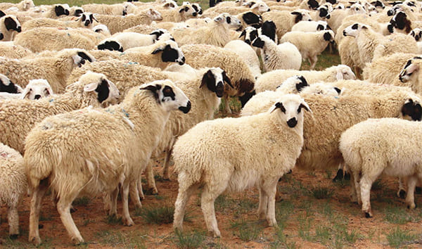 人文科技：羊群效应