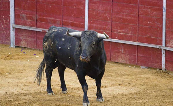 民族宗教：西班牙斗牛