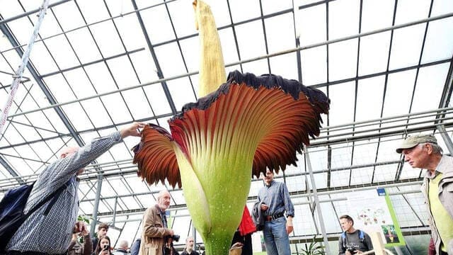 世界上最臭的花：尸香魔芋封面图片